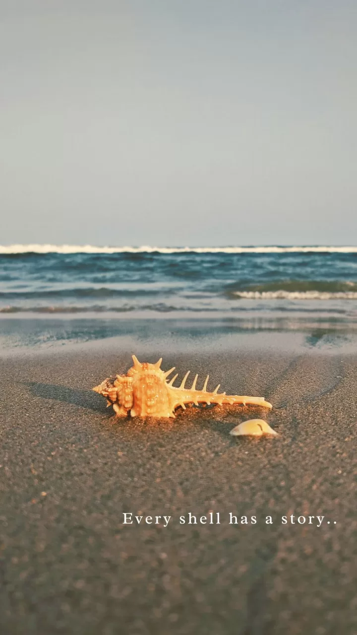 Every shell has a story