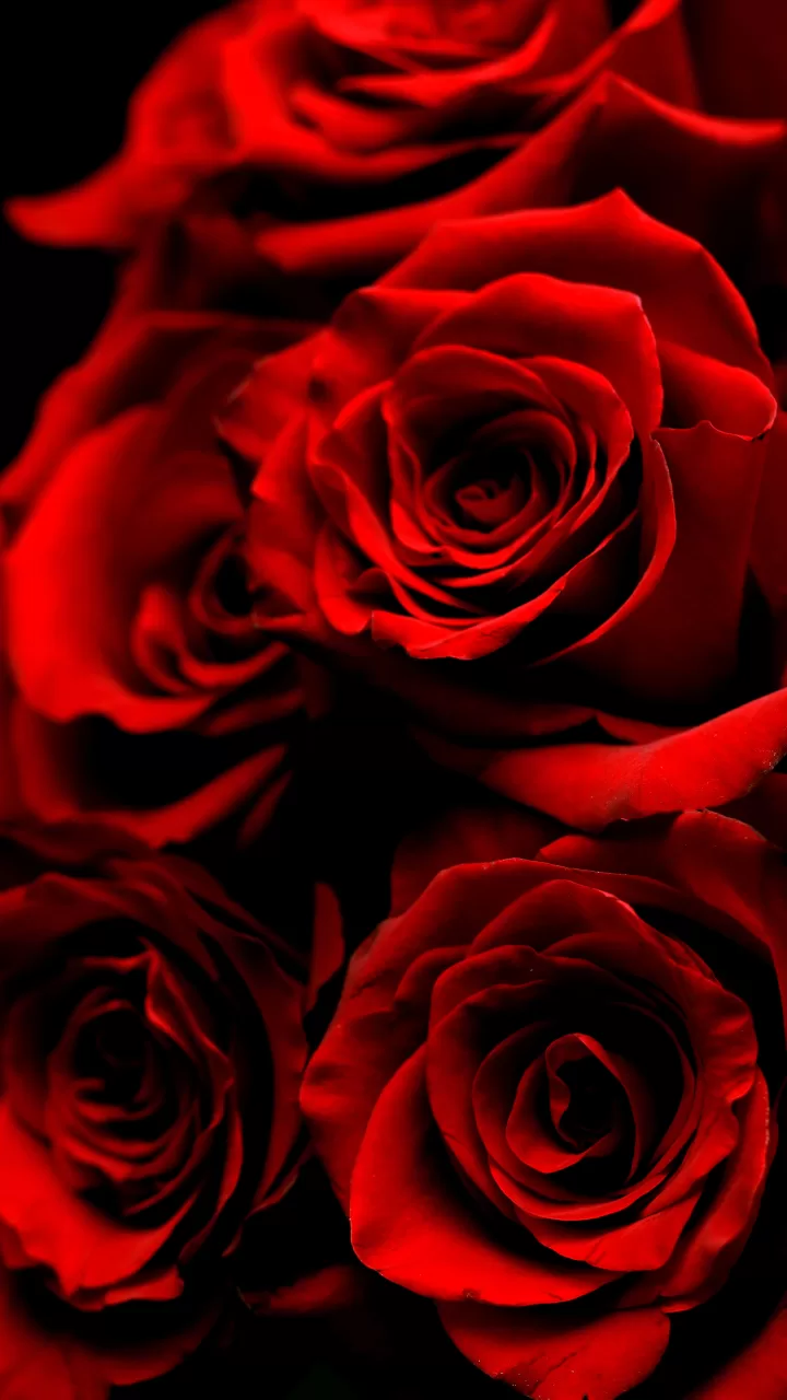 "Red Roses"